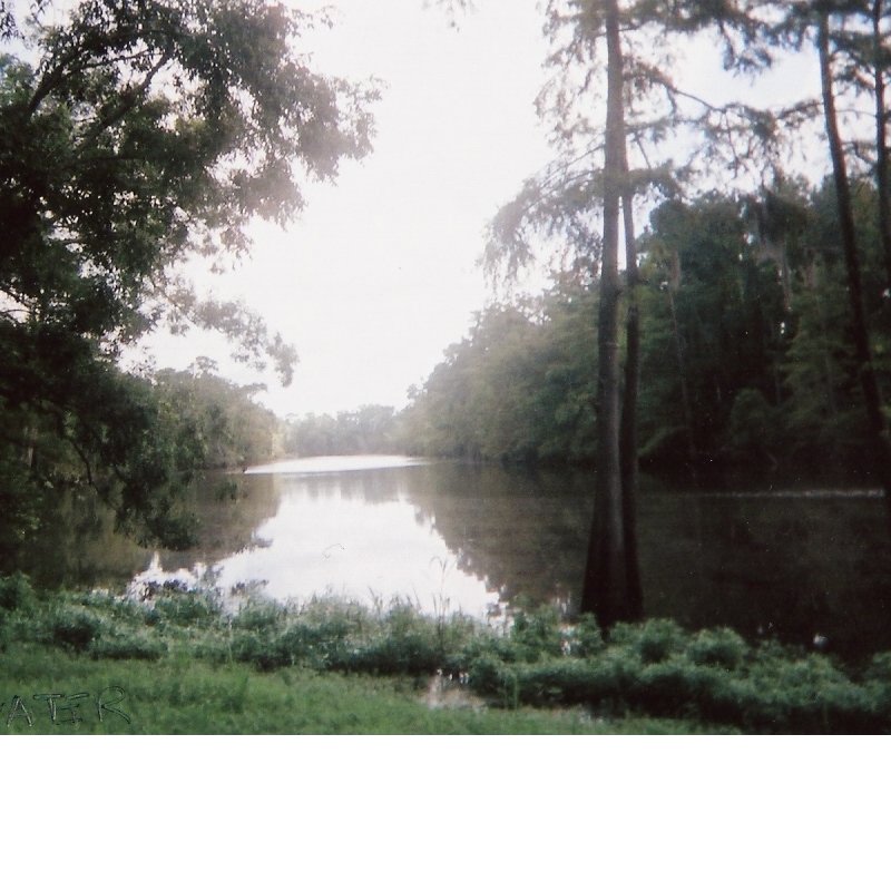 Beaumont, TX: Calm waters of the bayou fainty reflect the towering pines and oaks bedecked with a lavish Spanish moss