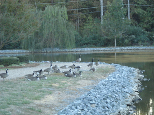 Lake Park, NC : Private Pond