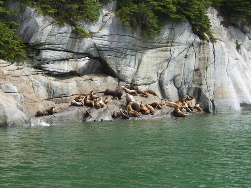 Haines, AK : Sea Lion Rookery just outside Haines. represents one of the healthiest populations in Alaska