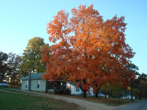 Ellsinore, MO: Two orange trees and a home on a hill