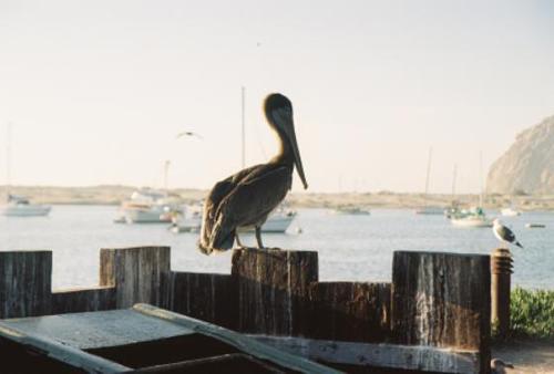 Morro Bay, CA: PELICAN IS THE CENTER OF ATTENTION!!!