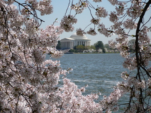 Washington, DC: Lincoln Memorial during the cherry blossoms