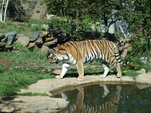 Philadelphia, PA : The tiger in the Philadelphia zoo
