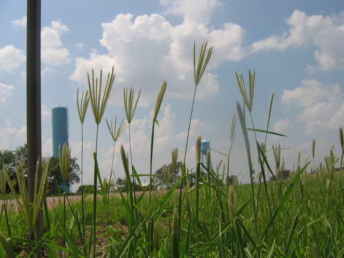 Gould, OK : sunny day