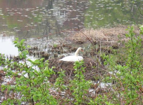 Framingham, MA : Mother swan on next in Gleason's Pond