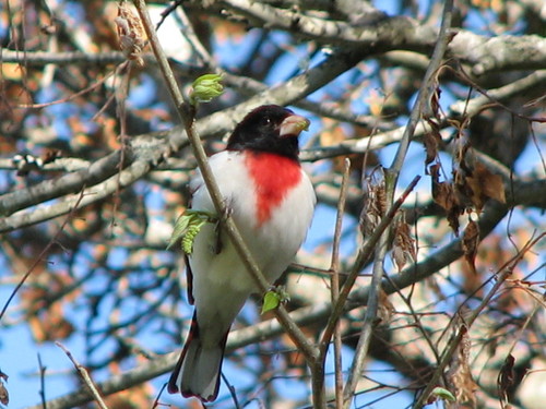 Hardy, AR : Male Rose-Breasted Grosbeak