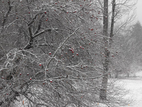 Blairsville, GA : apple ornaments