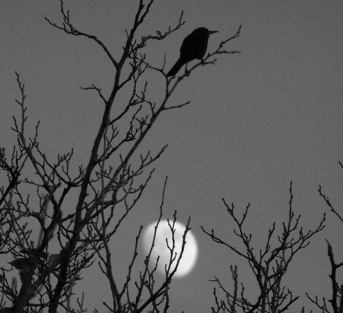 Dexter, NM : Moon over Dexter