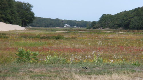 East Falmouth, MA : cranberry bog in East Falmouth