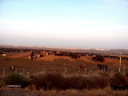 Kerman, CA: Large Cattle Ranch at the Kerman exit on I-5