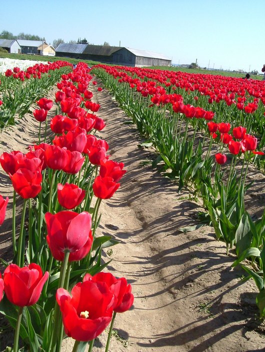 Mount Vernon, WA: The Tulip Festival in Mount Vernon