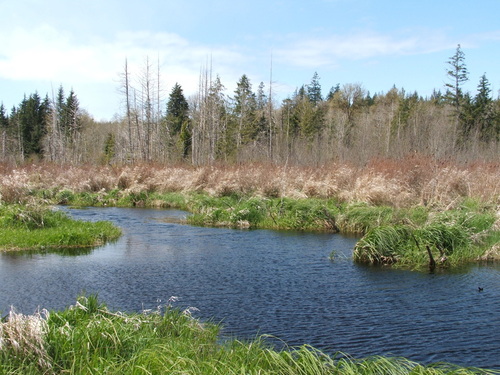 Allyn-Grapeview, WA : Olyview Place - Creek front lots with mountain view