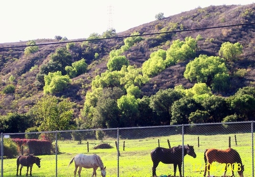 Santa Paula, CA: Horses on Ojai Rd.