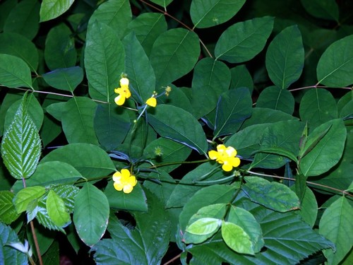 Alexander, ME : Wild flowers of Alexander Maine