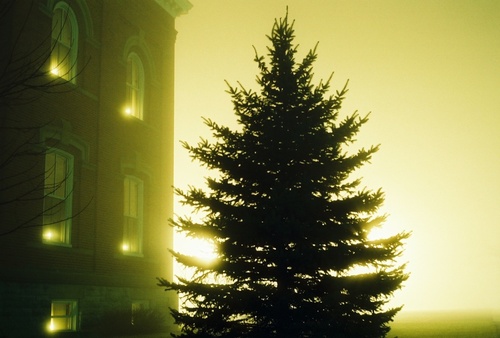 Wauseon, OH : A foggy night in 2006, photo is a pine tree on the north side of Fulton County court house