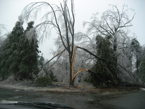 Lunenburg, MA : BEAUTIFUL OLD TREE ALMOST DOWN FOR THE COUNT