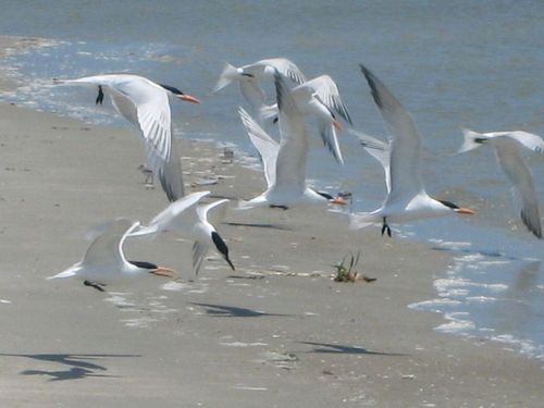 Tybee Island, GA : Skimmers landing on Little Tybee Island, GA, a protected island accessible by boat from the south end of Tybee Island, GA