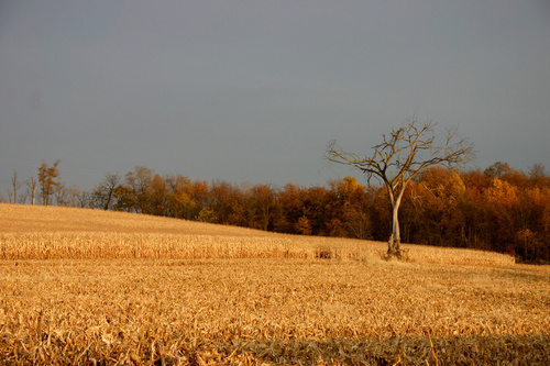 Smithfield, PA: Corn field in October
