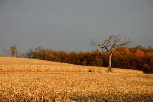 Smithfield, PA : Corn field in October