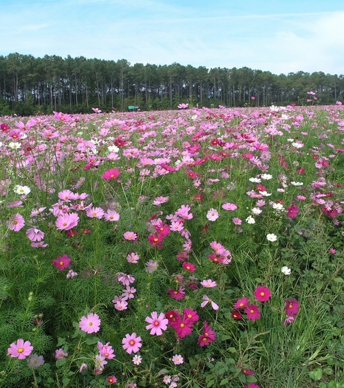 Cape Carteret, NC : Nicky's flowers