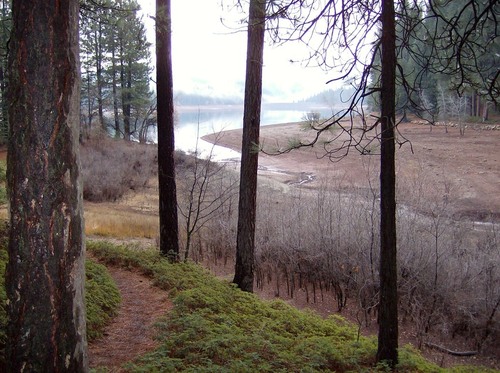 Pollock Pines, CA : Sly Park Lake (aka Jenkinson Lake) through trees in December