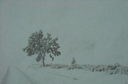 Lancaster, CA : Snow and the Joshua Tree