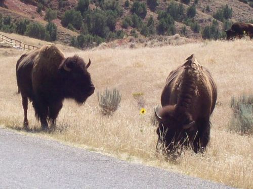 Thermopolis, WY: In the buffalo pasture.