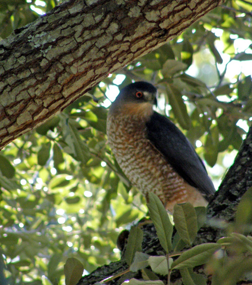 Madison, MS: Cooper's Hawk visits my backyard in Madison, MS