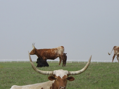 Benbrook, TX : longhorns on 2871 off 20