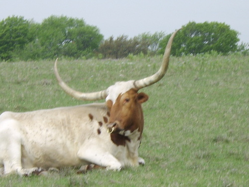 Benbrook, TX: longhorns on 2871 off 20