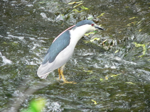 Watchung, NJ : Bird Found in the Stream in Middle of Watchung Circle