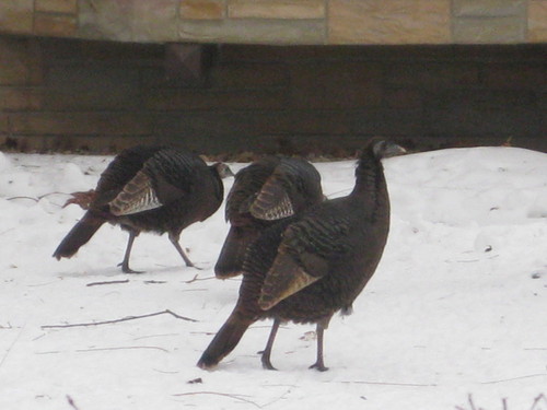 Burnsville, MN : Wild Turkeys