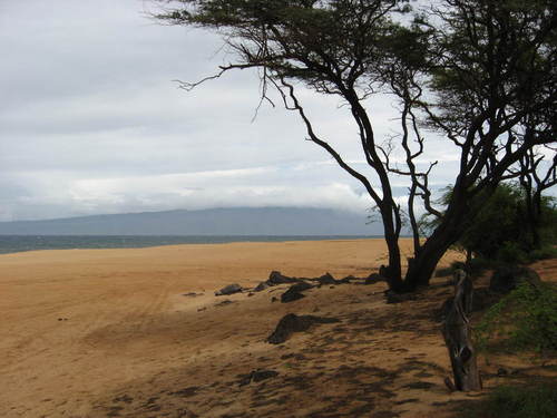 Lanai City, HI : avola?