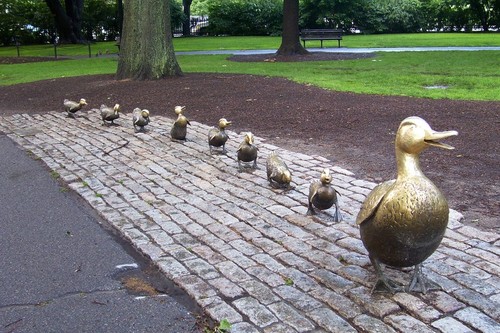 Boston, MA: Ducks at Boston Garden