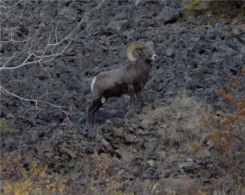 Creston, WA : Ram at the ranch