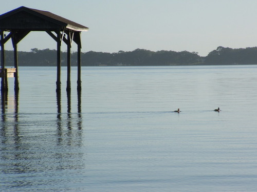Cocoa, FL : Ducks coming to shore at MacFarland Park on Indian River Drive