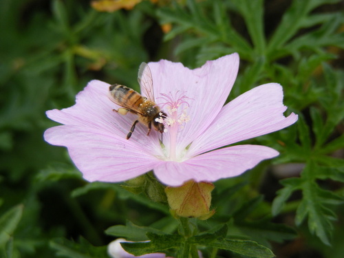 Warsaw, IN: Warsaw Biblical Gardens "Busy lil Bee" (Center Lake)