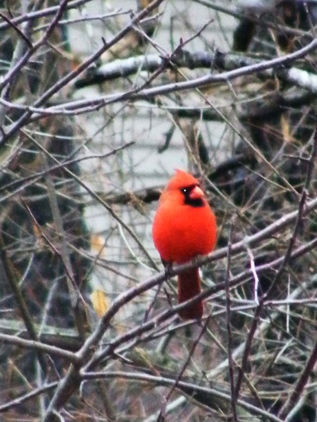 Warsaw, IN: Cardinal "Indiana State Bird" (Center Lake)