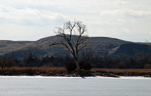 Pierre, SD: the only tree on the shore mid winter at the river