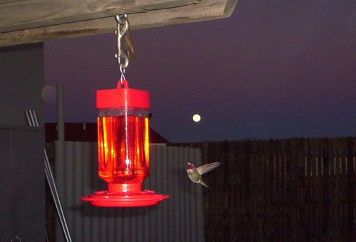 Picture Rocks, AZ: HUMMINGBIRD/ FULL MOON FROM OUR BACKYARD.....MANVILLE RD
