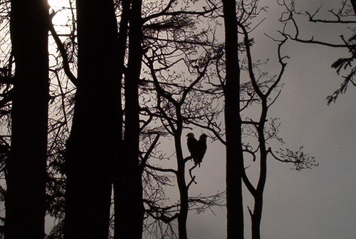 Sterling, AK : Eagles make a heart and fall in love in our front yard Sterling, Ak