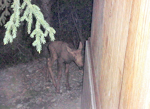 Soldotna, AK : This is a baby moose I saw born , and it is just a few hours old in this picture taken in Soldotna on the Kenai Peninsula in Alaska.