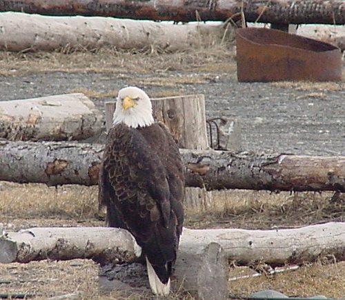 Homer, AK: This is an eagle sitting in the Eagle Rescue Center in Homer, Ak.This is a volunteer program where the lady lives in a small trailer on the premises.
