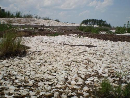 Poquoson, VA: Mountain of Clam Shells