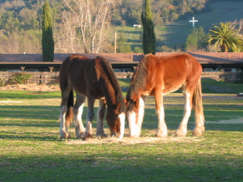 Sonoma, CA : Horses Downtown Sonoma Solstice Morning
