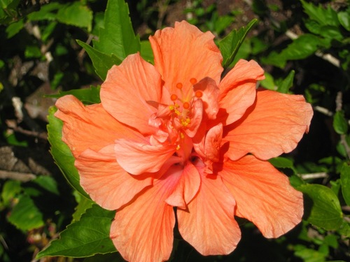 Sarasota, FL: Flower