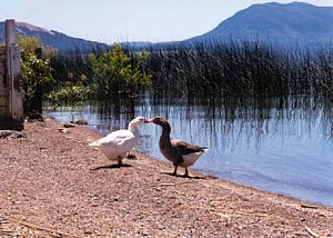 Nice, CA : Kissing Geese & Mt. Konocti