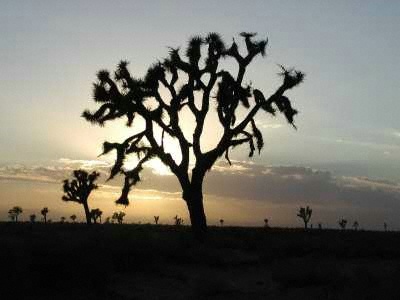 California City, CA : Sunset 1/2009 Twin Buttes