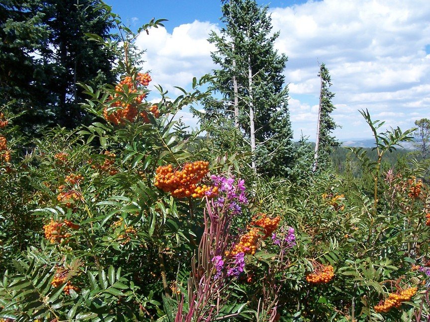 Steamboat Springs, CO : Flowers on Rabbit Ears Pass