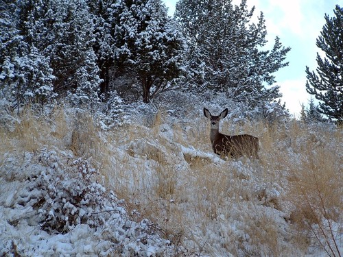 John Day, OR : A John Day Citizen